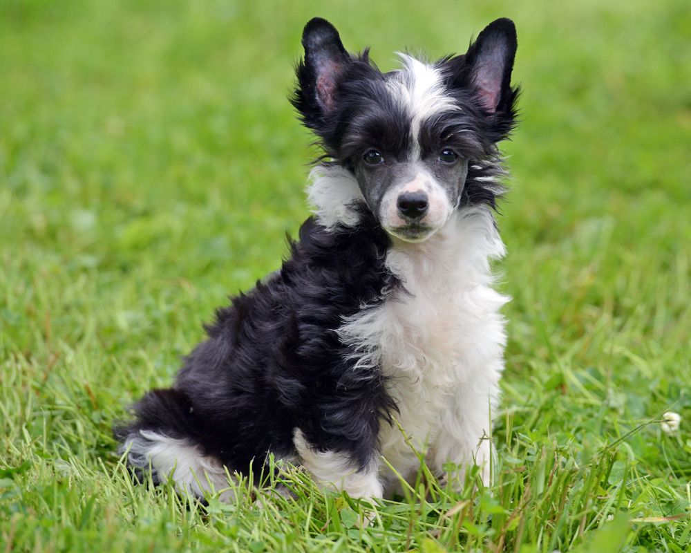 Curlycrest's Last Chance To Streak The Sun