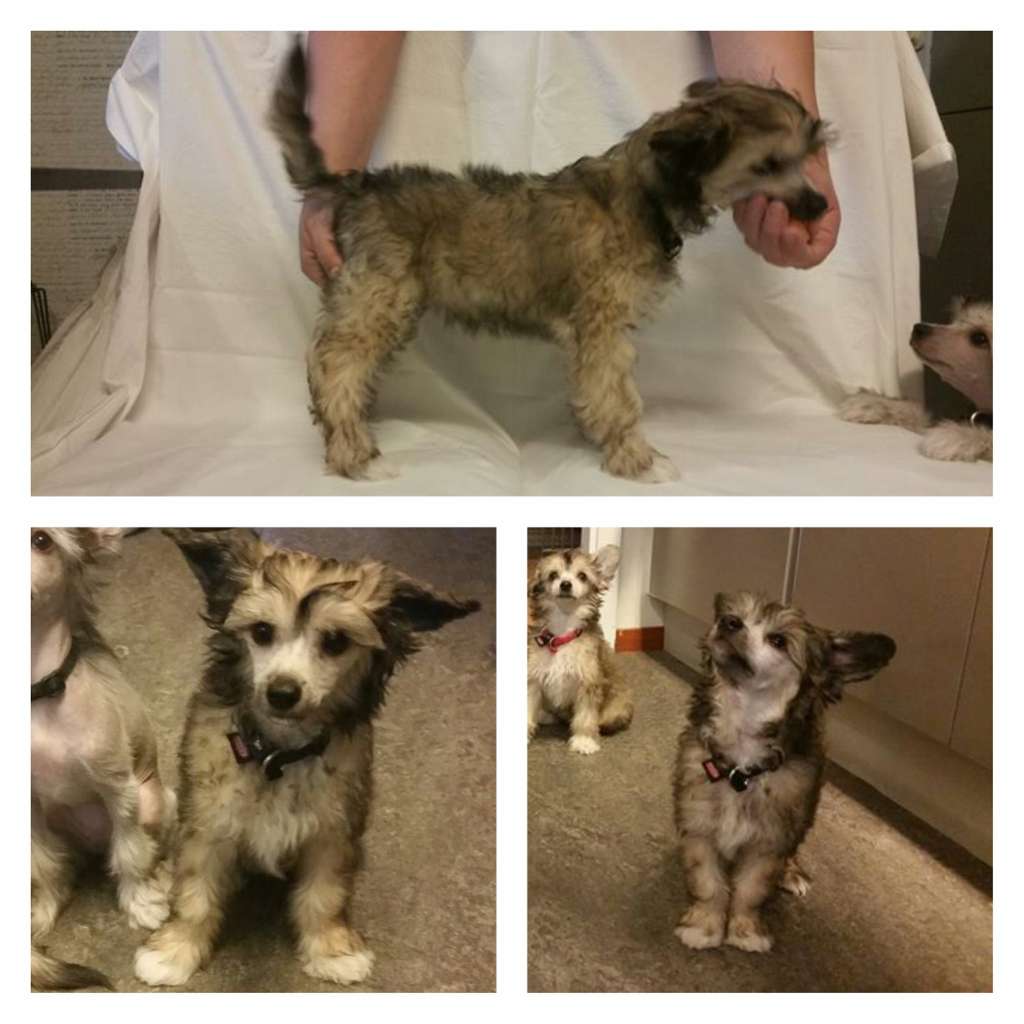 Divine Cresteds Affektion