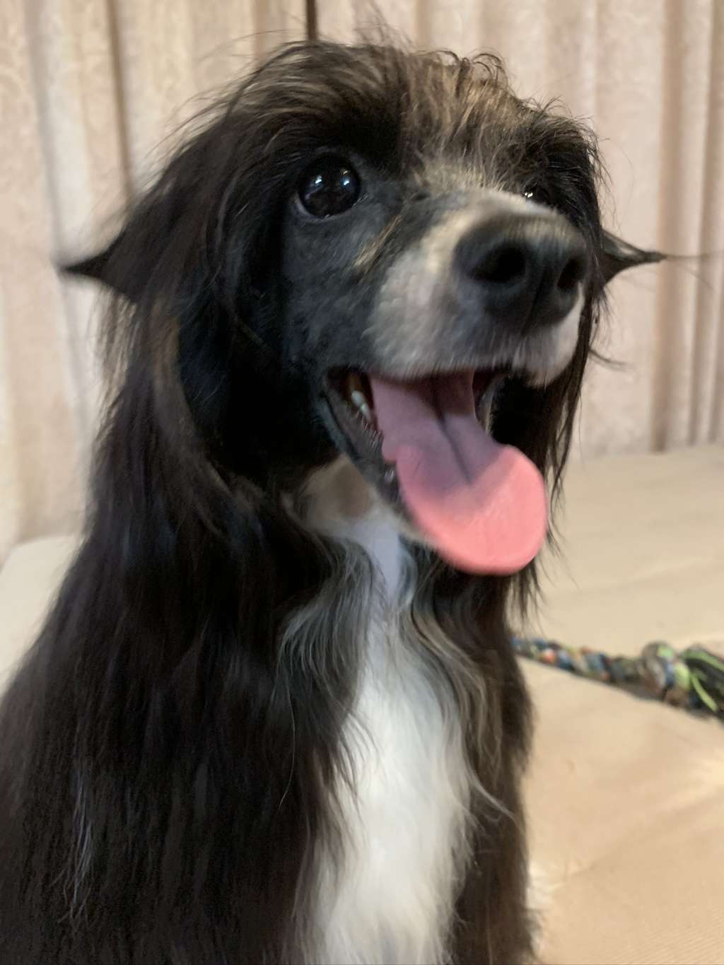 Eternity Sirius Jp Anne Sharrot