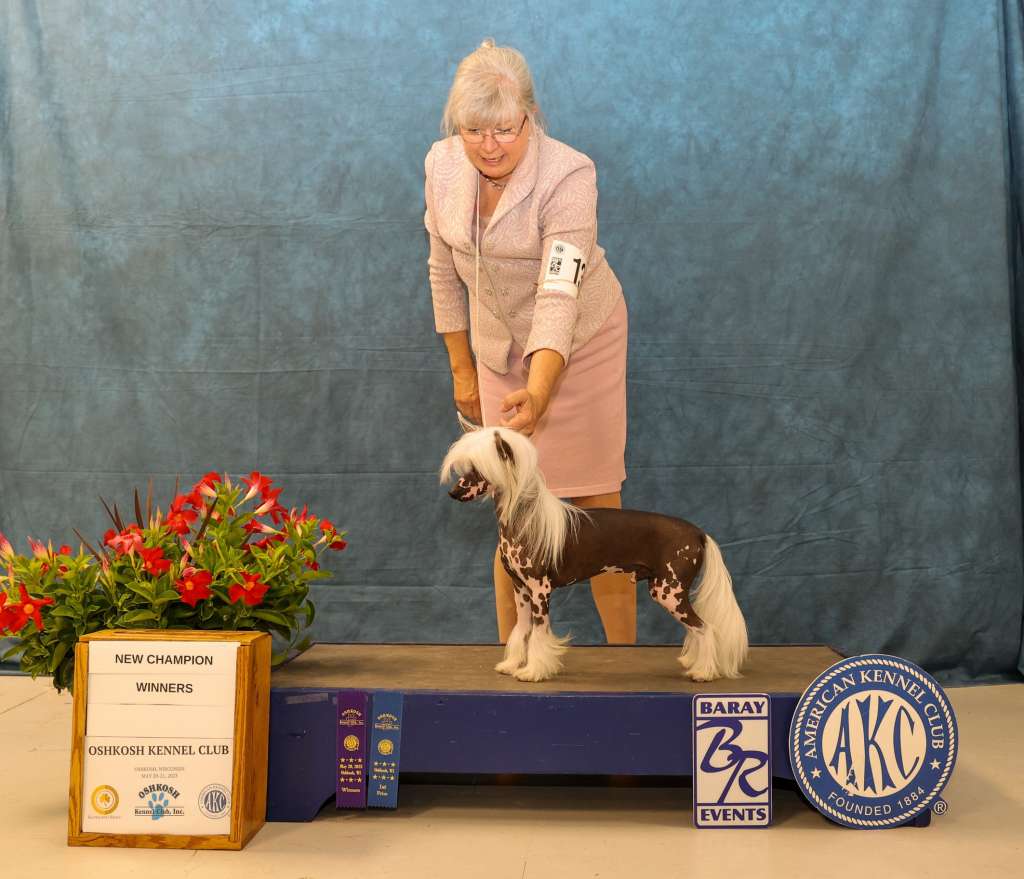 CH Absolute Silver Solino In The USA