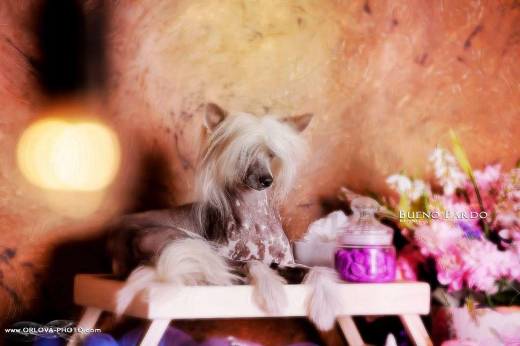 My Vanity Fair Avokado