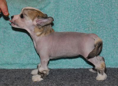 Princess Leia's Blaze Of Glory