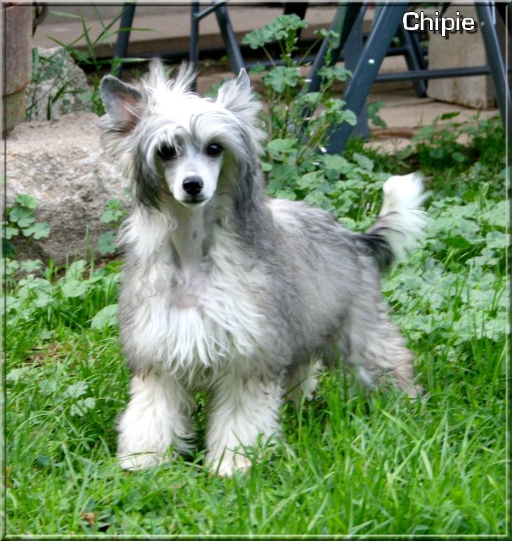 Buddy Doggz Star Glitter 