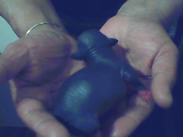 Picture