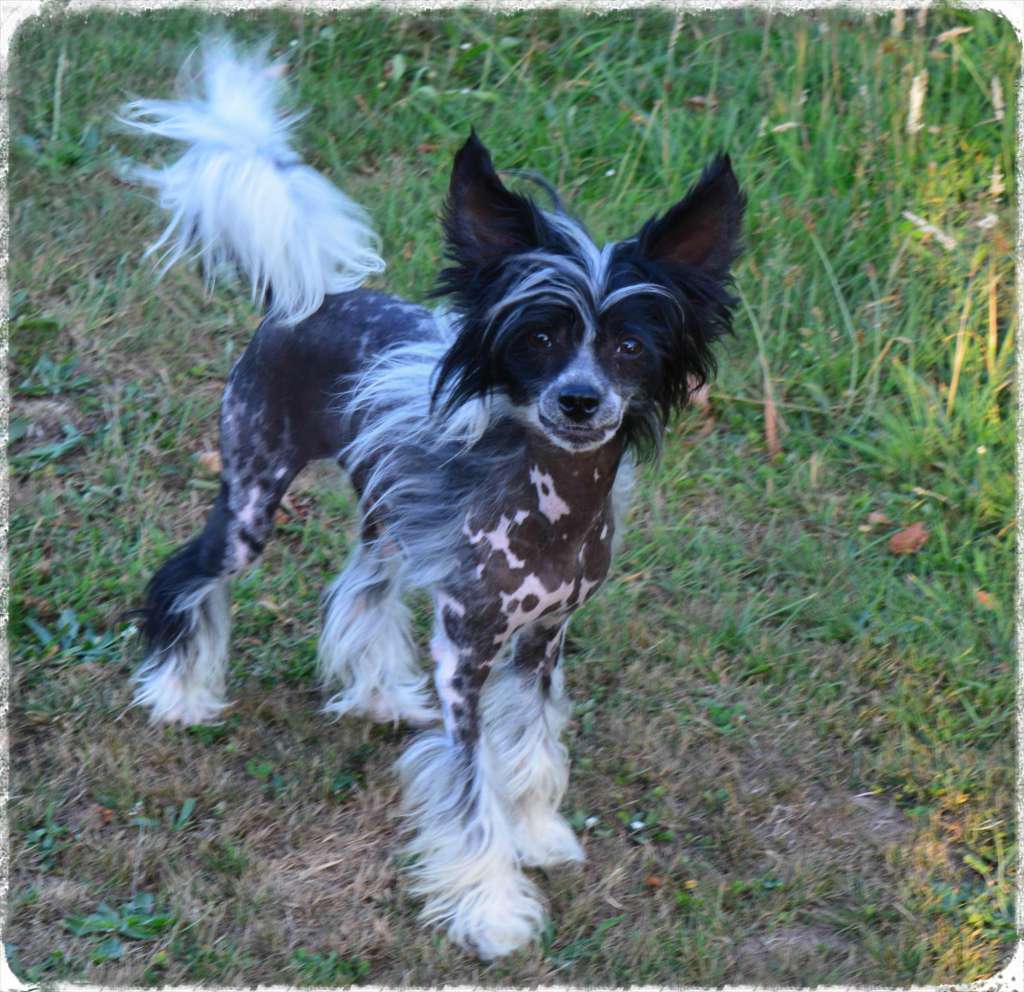 Enrico vom Eifeldiamant