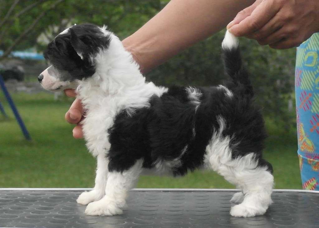 Mano Ponis Angel Eyes