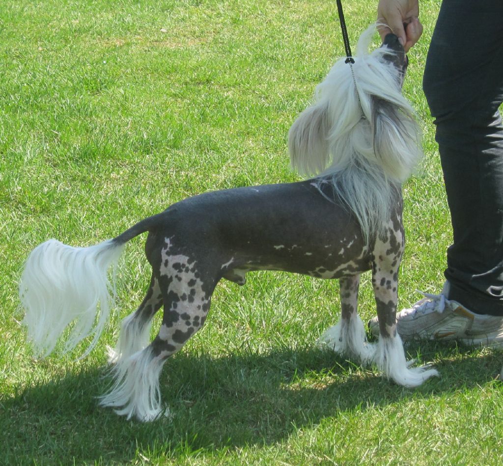 Belshaw's Emerald Rhapsody