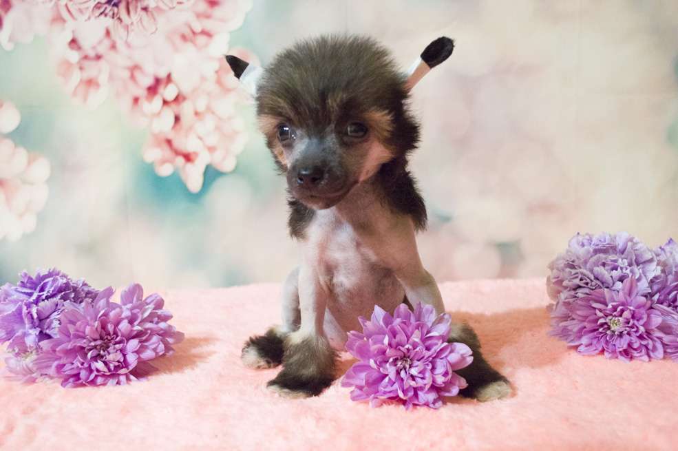 Oro Antenati Elizaveta Prekrasnaya