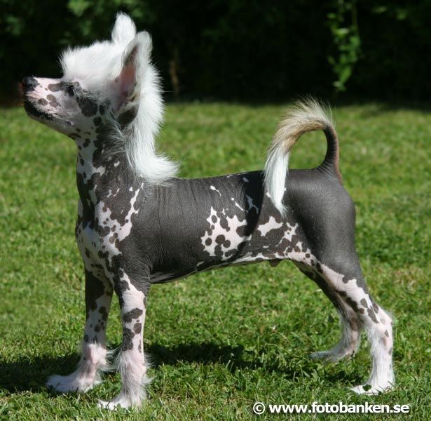 Willow Star's Spring Steen