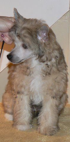 Evergreen N Camelot's Great Pumpkin