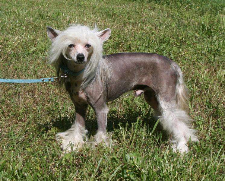 Spirit Gaea Prince Nacho Blue