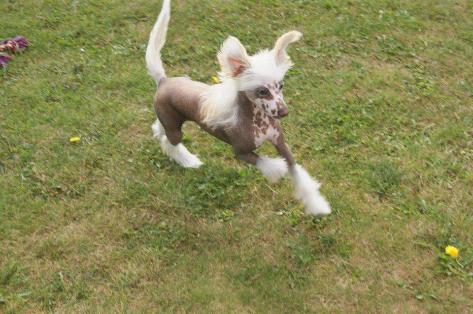 Crazy Little Diamond Willy-Wonka