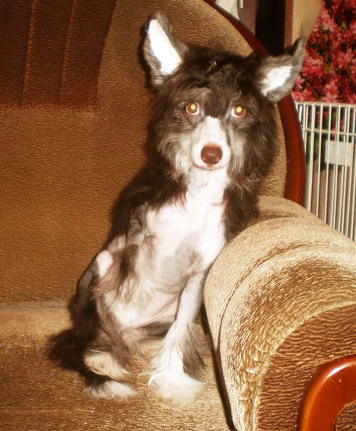 Beatriche Shokoladnoe Naslazhdenie