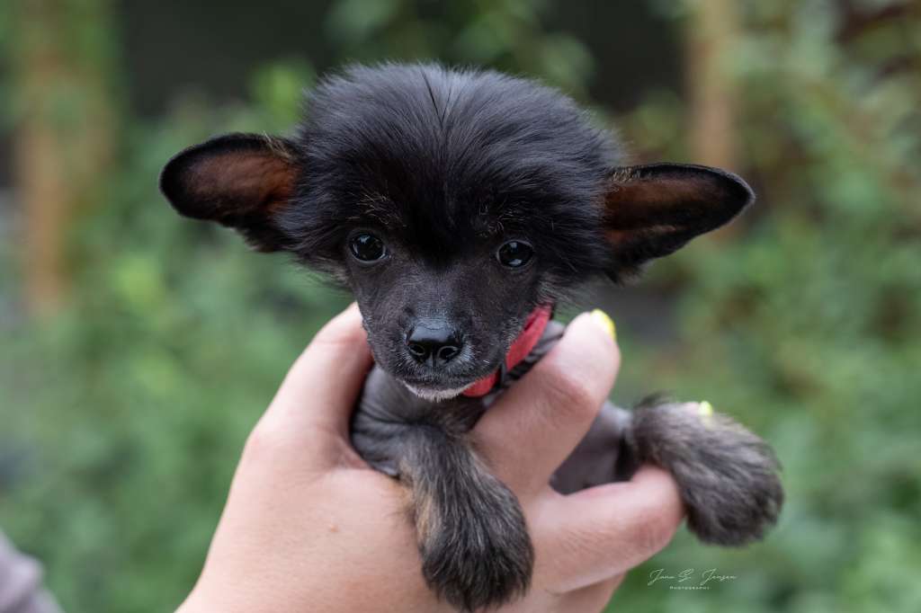 Excuse-moi Dei Guardiani Silani