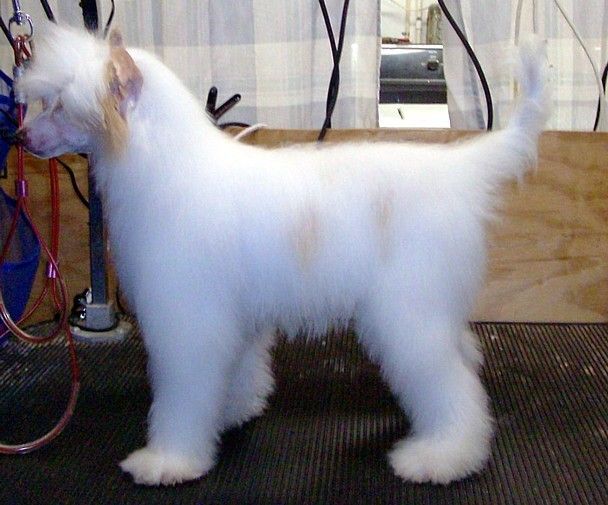 Show'NTells Paquito Mee-Haah Pp