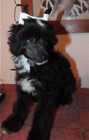 TaÏ Mandchou's Hindigo Mellow