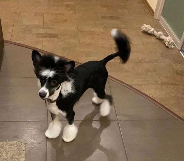 Anna Sky Kennel Turbo Drive