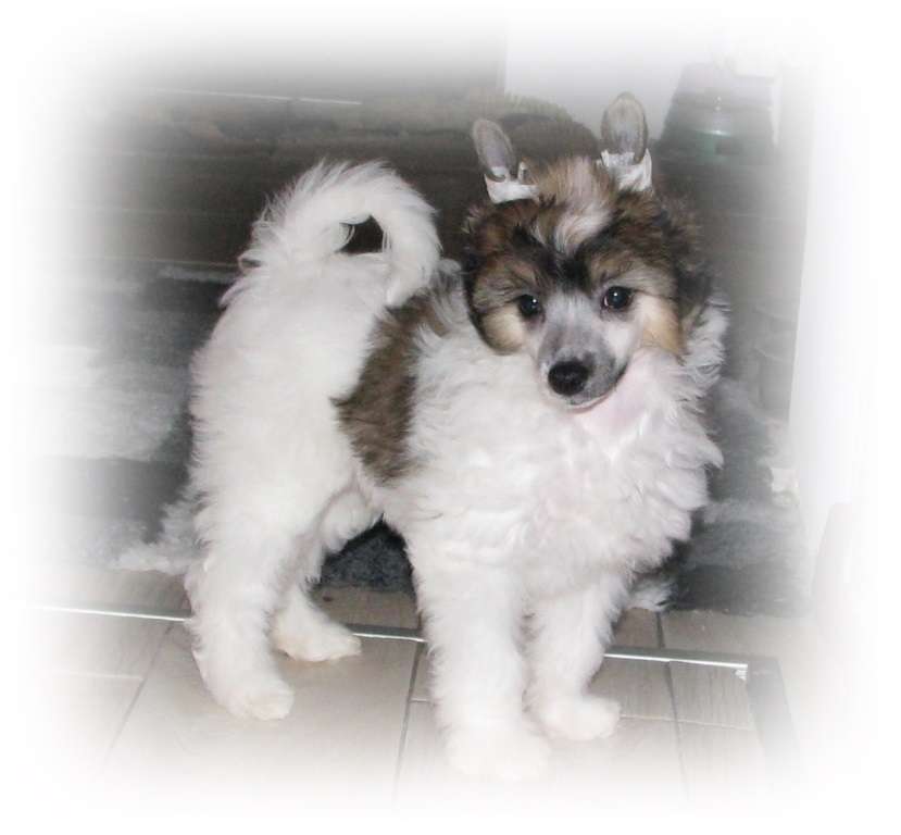 Zibo Exotic World FCI