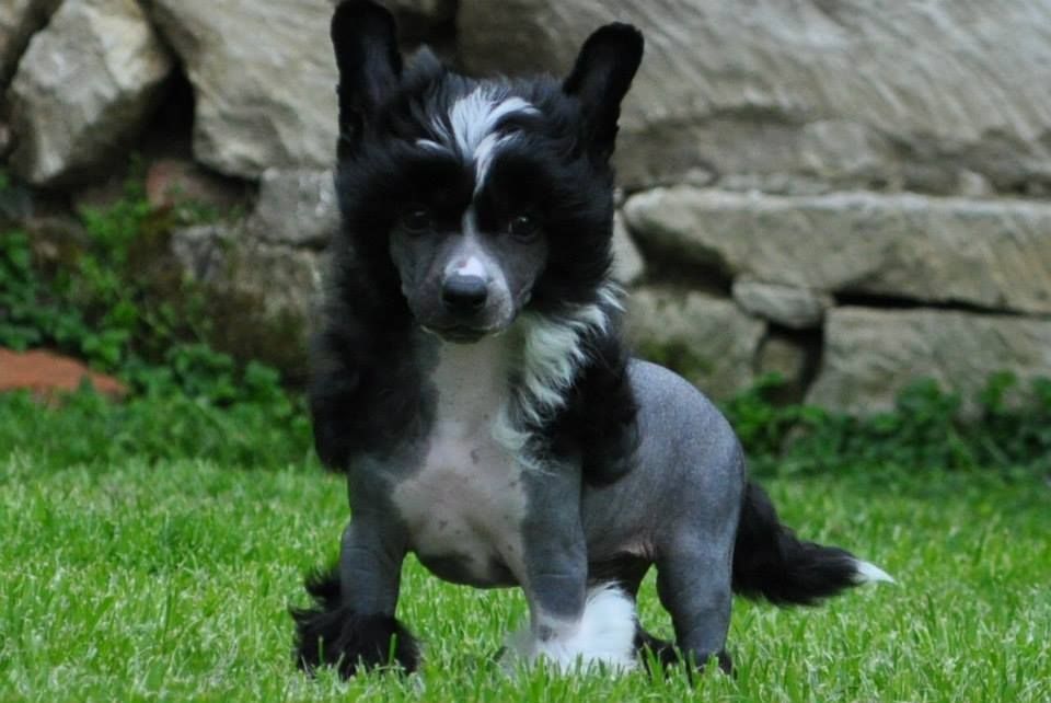 Bubbling Spirit El Dorado