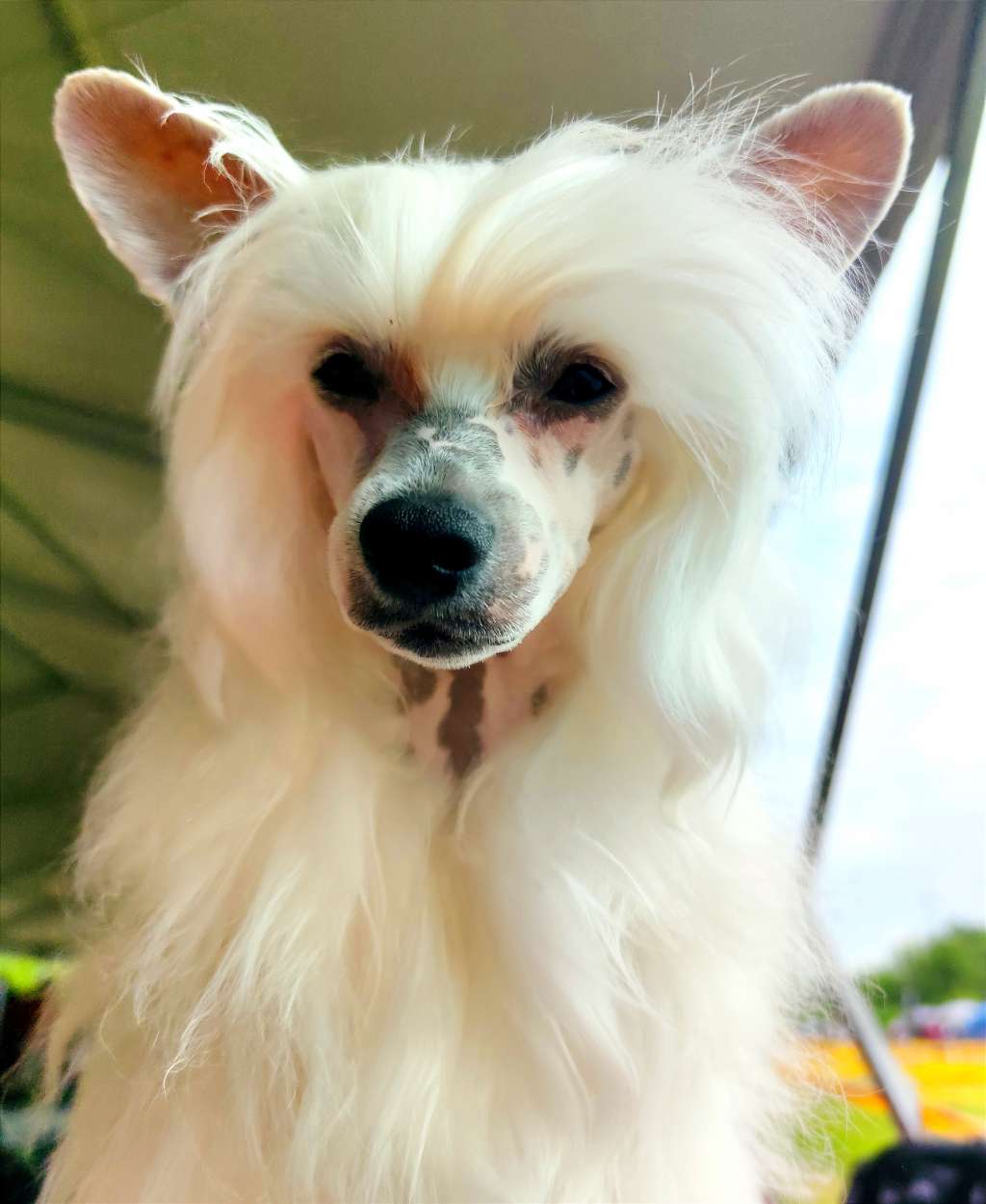 Guinness Crystal Ice