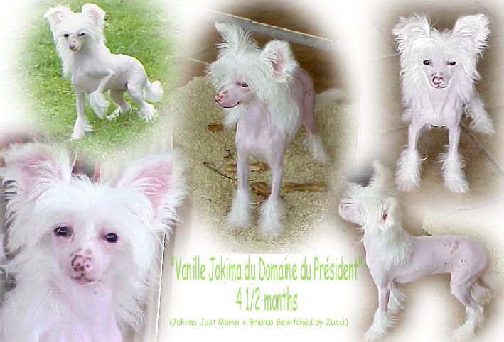 Vanille Jokima Du Domaine Du President