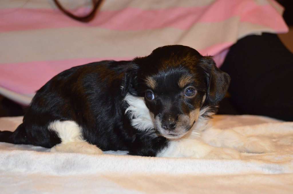 Estillinis Black Canary