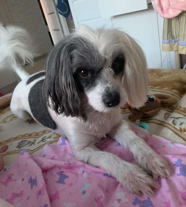 Apriori Vip Lambrusco