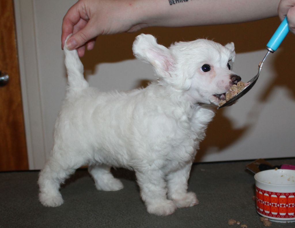 Laronja's Shakespeare In Love