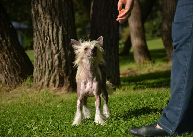 Golden Diamond Cresteds Spencer