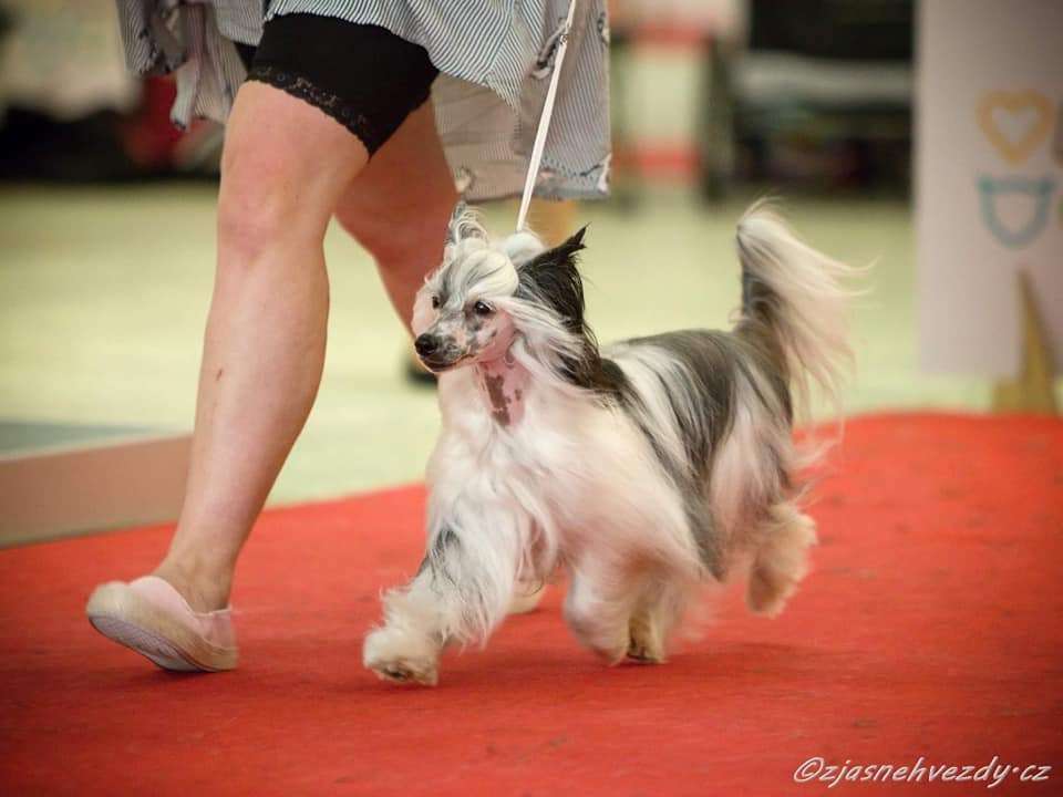 Dafne Milky Pretty Sweet