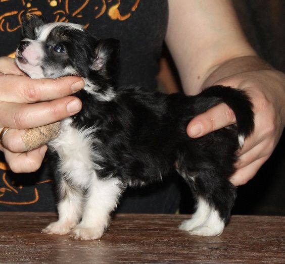 Bozo Gang's Map To Paradise