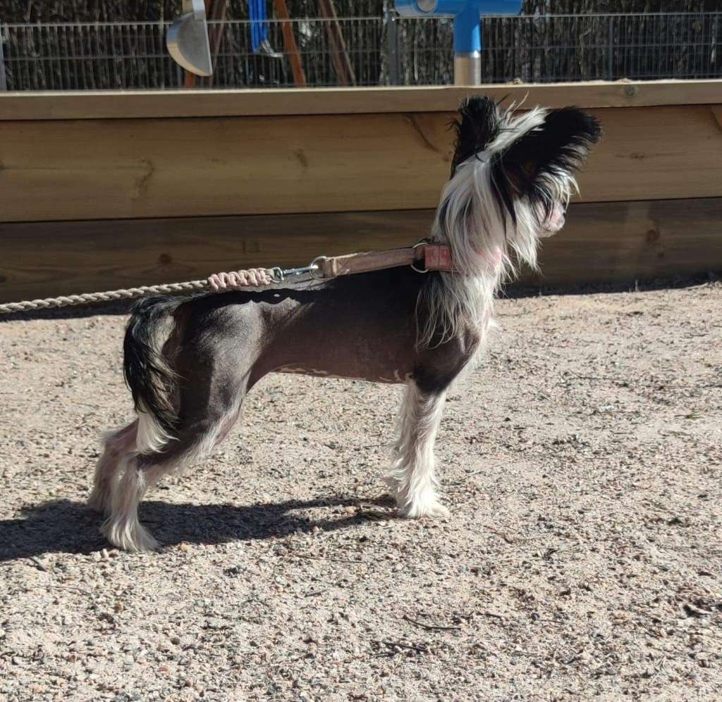 Black-Diva's Selfmade Biker Harley