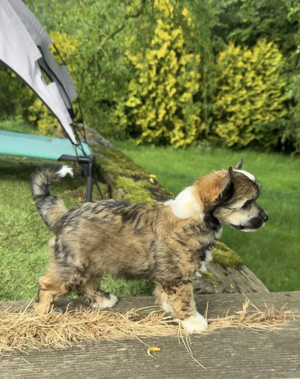 Kallimero powder Ankadi