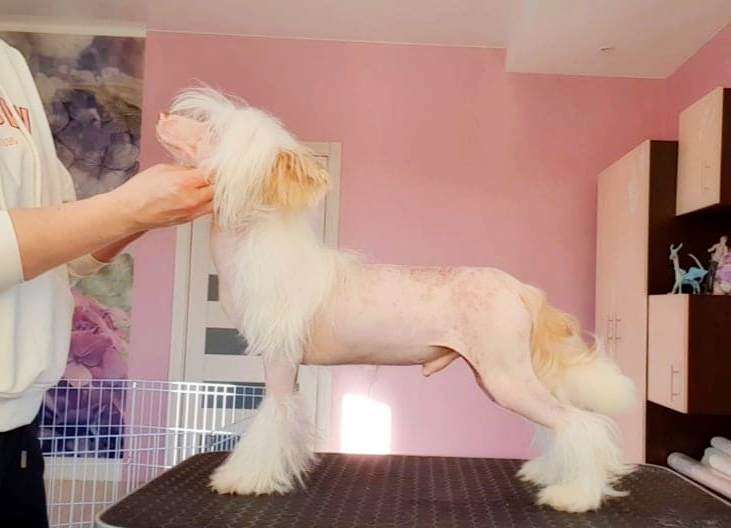 Little Dog Of Dream Soleil