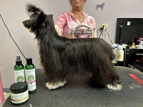 Ch Edelweiss Breaking News