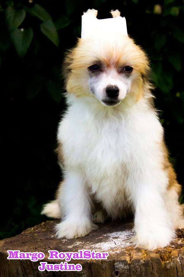 Margo RoyalStar Justine