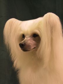 Razzmatazz Sensational