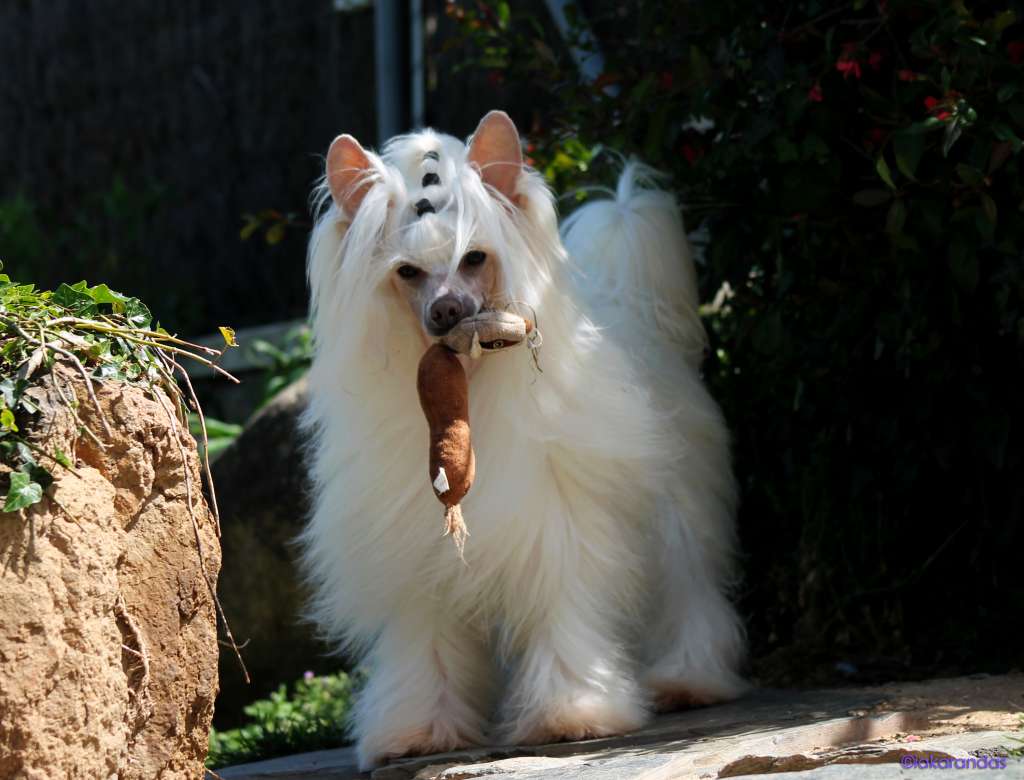 JCh. iakarandas Gran Reserva