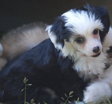 Amyfield Miss Gossip Girl