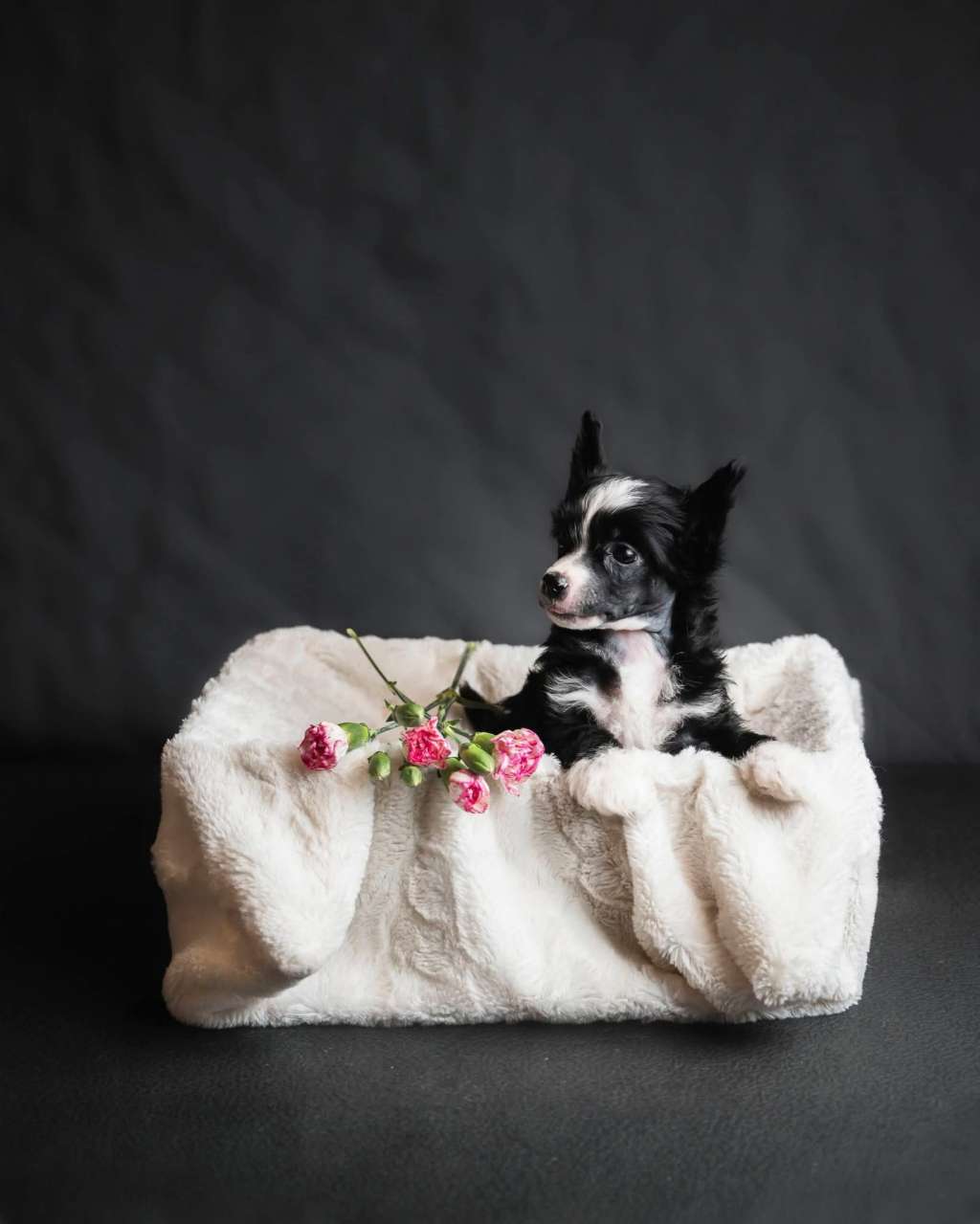 Kultapaimenen pink dreams are made of this