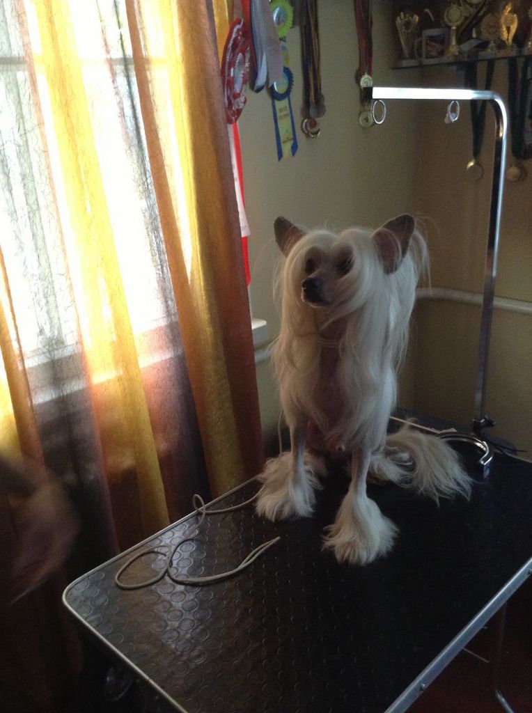 Villiam Planet Of Dream