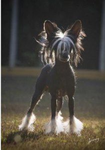 I Only Date Models N'co