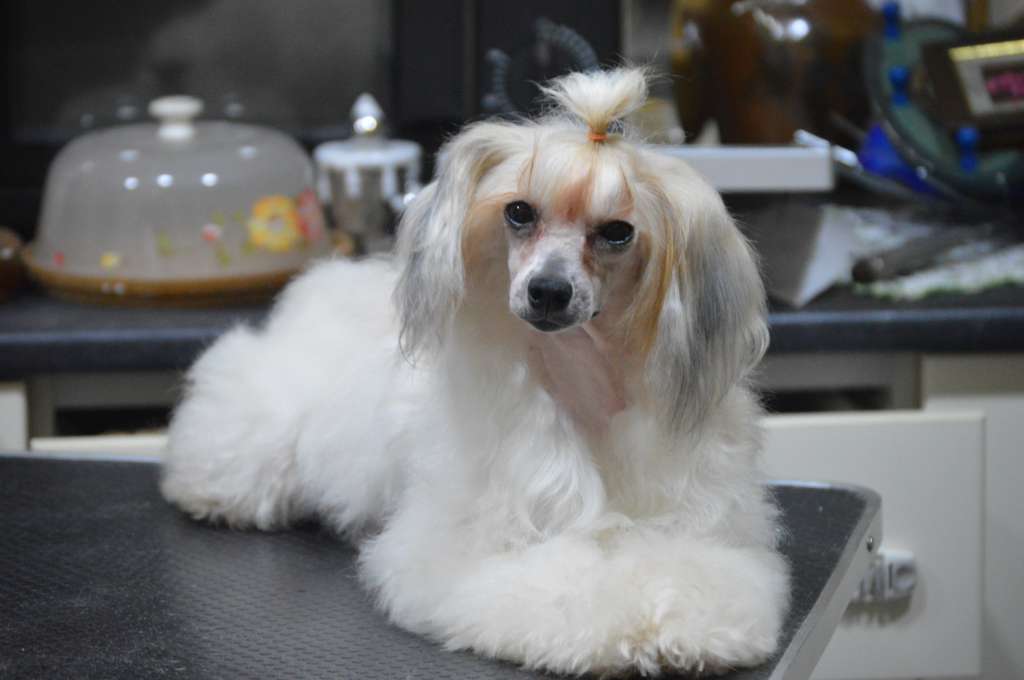 Hermione Granger de Los Jumichatos