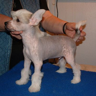 De La Mahafu's Bonito Chino