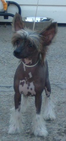 Softail Eagle's Echo