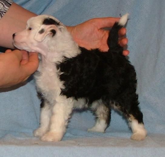 Necku Black Or White