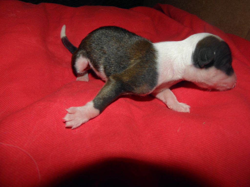 Ashley Butterfly whisper