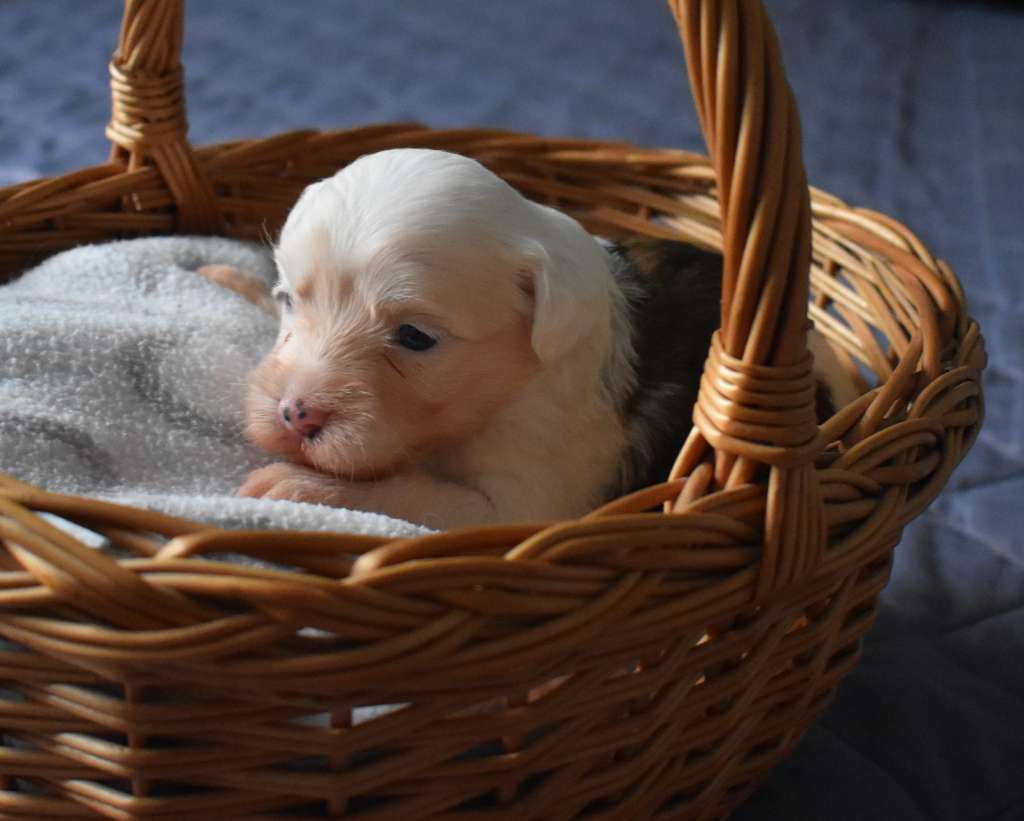 Lilibeth Toutou Velu