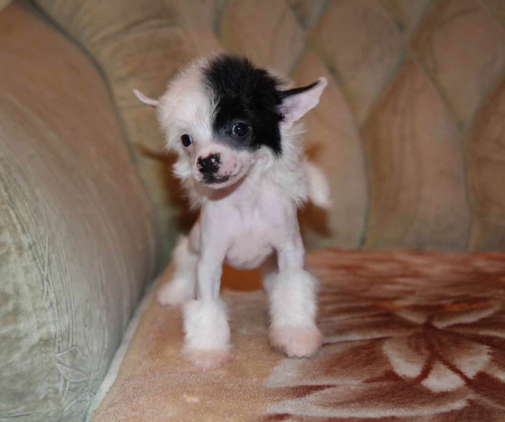 Galser Gilles de Rays