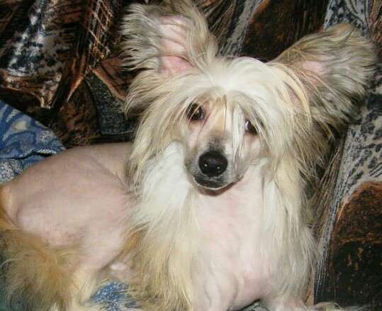 Vellar Pljus Dzhasenta